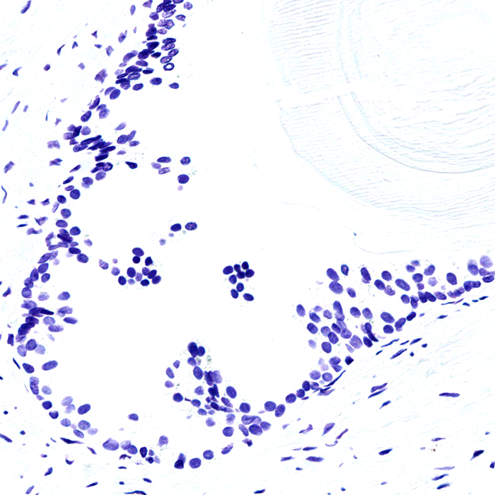 Blue Feulgen DNA Ploidy Analysis Staining Kit